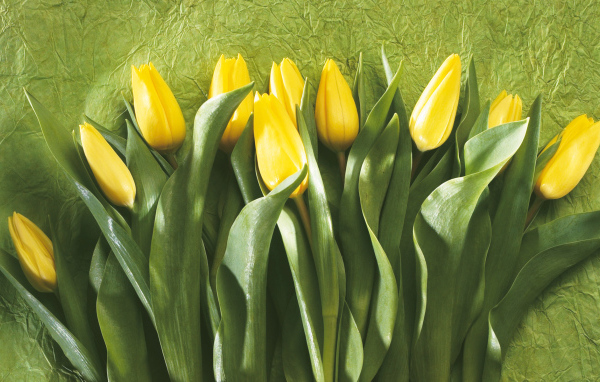 Желтые тюльпаны