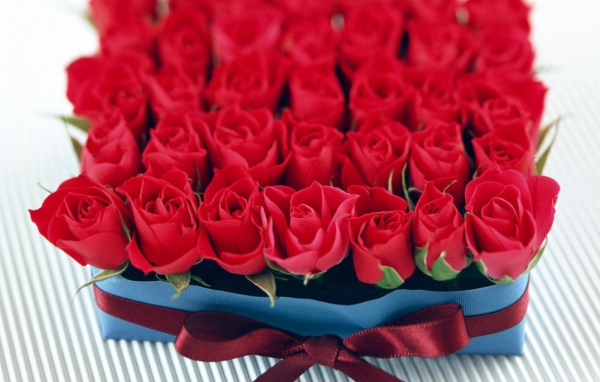 Бутоны роз в День Св. Валентина