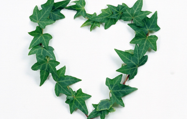 Сердце из листьев