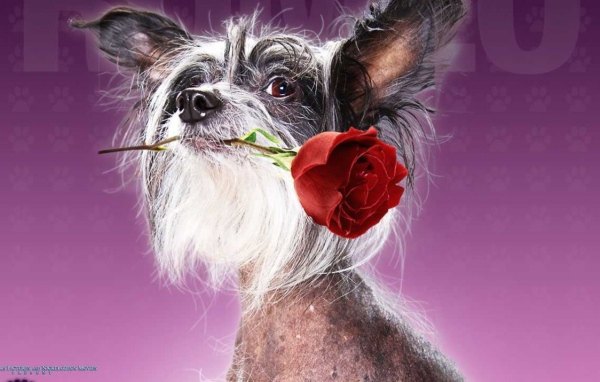 Отель для собак / Hotel for Dogs кино 2009