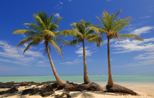 Пальмы на пляже