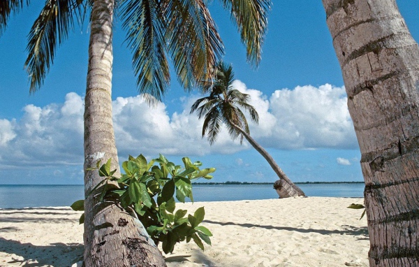 Пальмы на пляже