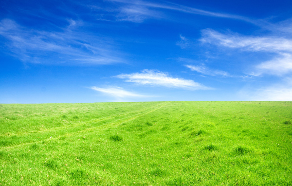 Зеленое поле под голубым небом