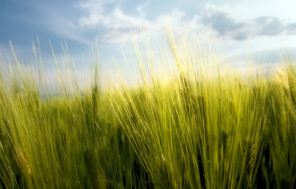 Весенние травинки