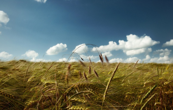 Солнечный день на поле