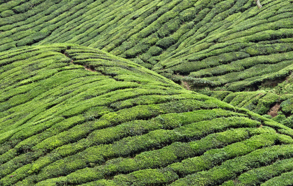 Чайные плантации