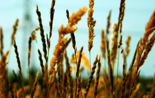 Полевые колоски