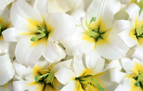 Красивые цветы