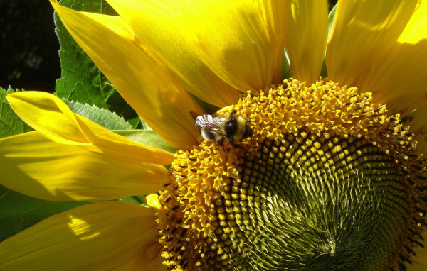 Цветущий подсолнух