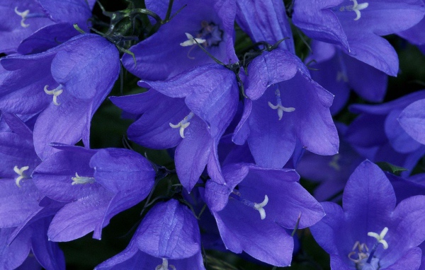 Синие колокольчики