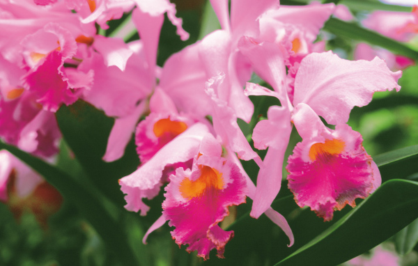 Яркие цветы