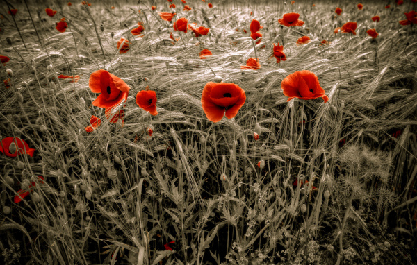 Цветение HDR