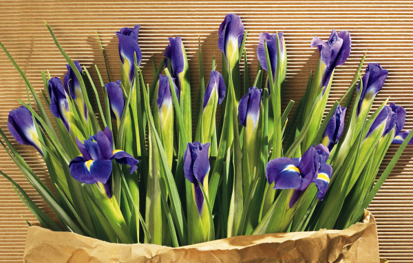 Цветы в подарок