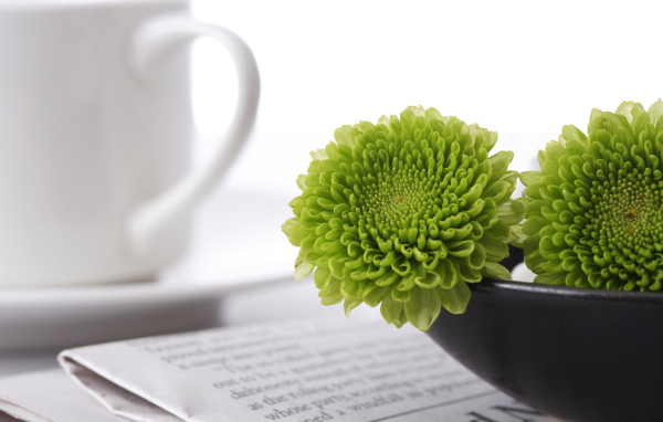 Зеленые цветы