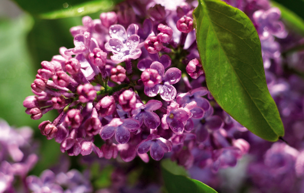 Одинокая ветка сирени