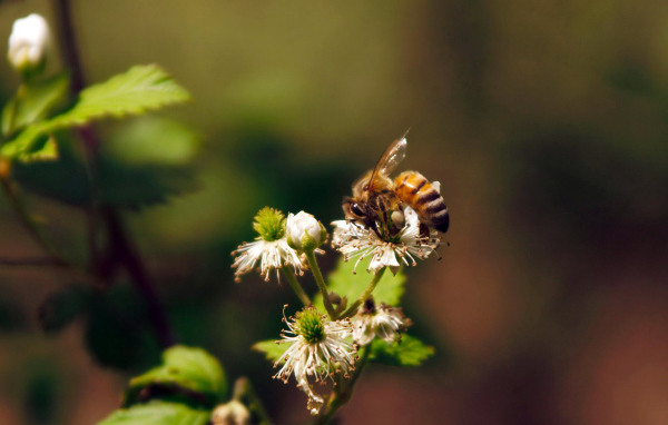 Весенние цветы