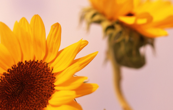 Цветы солнца