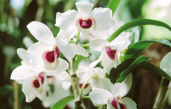 Запах красивых цветов