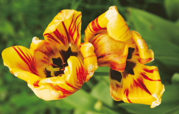 Тигровые цветы