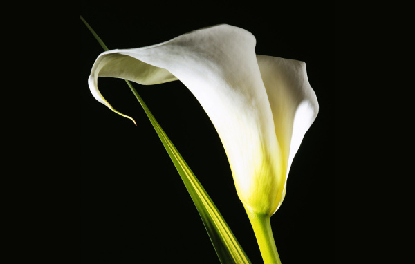 Белый цветок