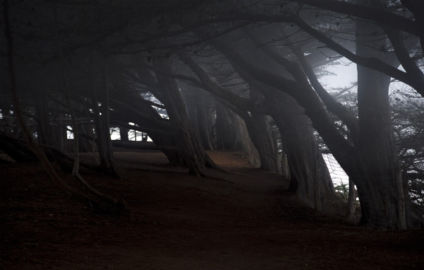 На краю темного леса