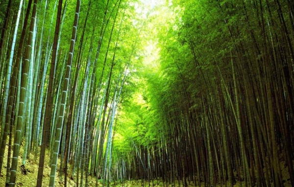 Бамбуковый лес