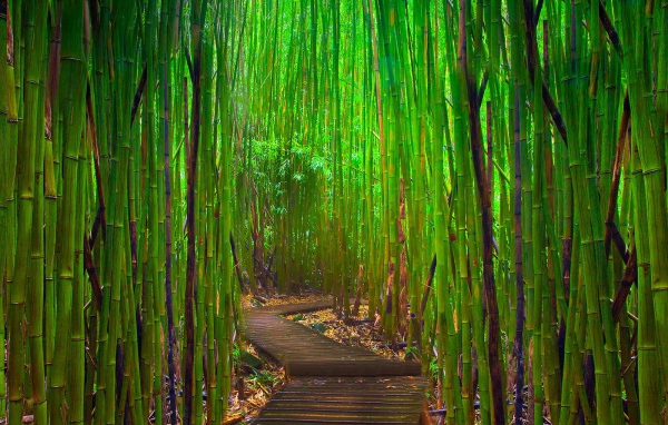 Бамбуковый лес