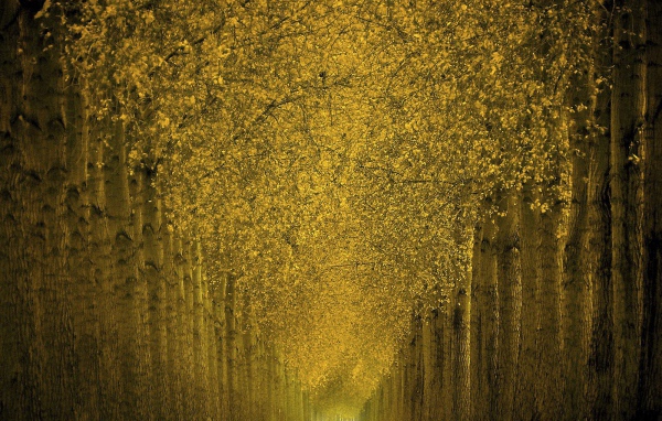 Фантастический лес