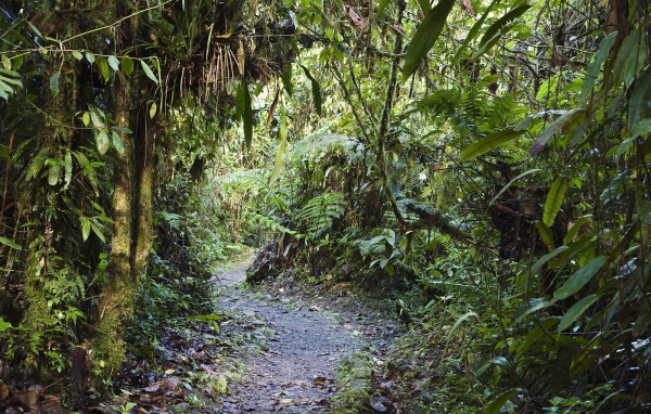 Тропинка через заросли