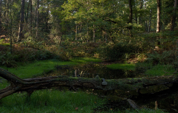 Лесной пруд