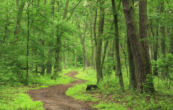 Лесная тропа