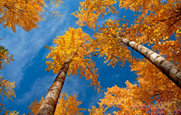 Золотые березы