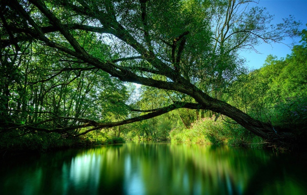 Зеленая лесная река