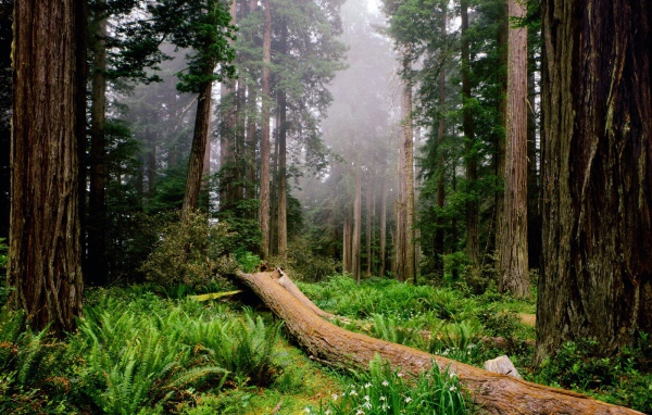 Утро в лесу