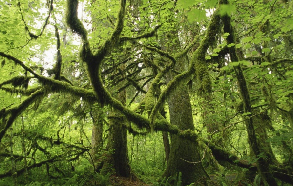 Лес поросший мхом