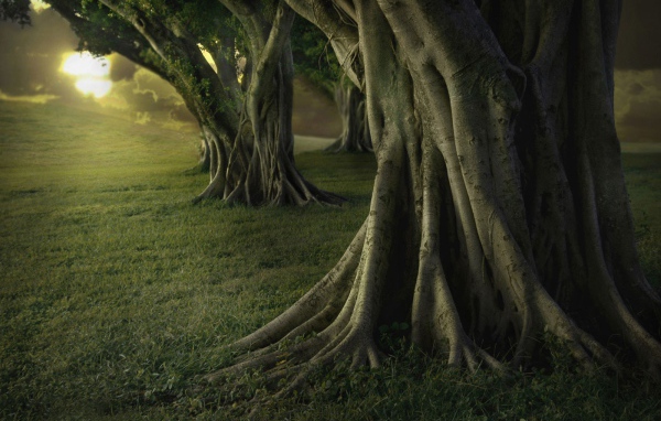 Старые деревья