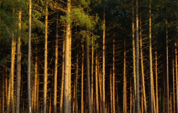 Сосновый бор