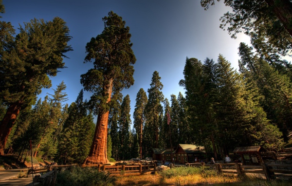 Красный лес