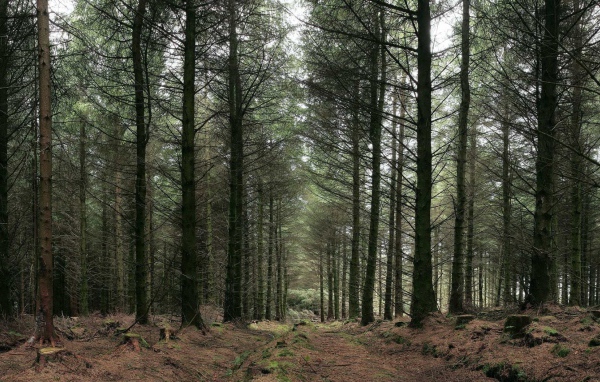 Украинский лес