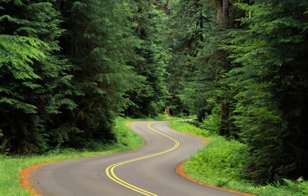 Извилистая лесная дорога