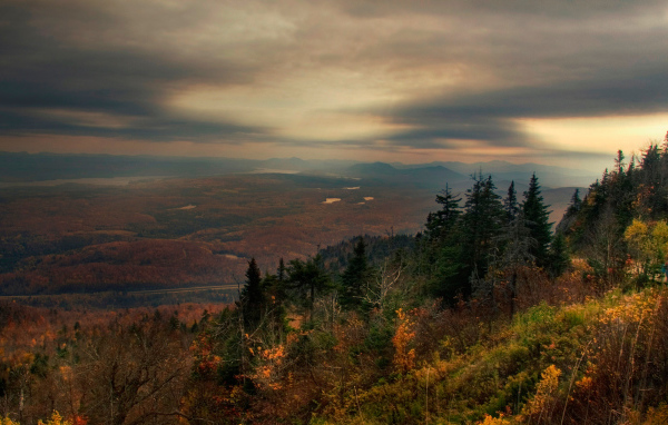 Лес в горах