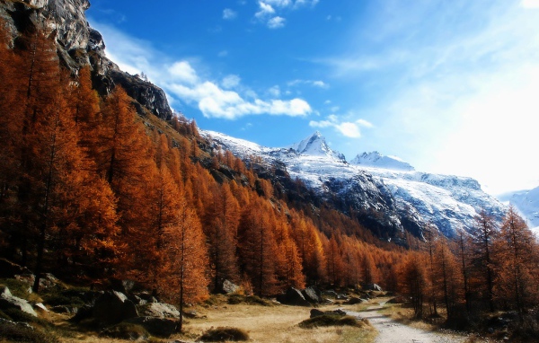 Рыжий лес в горах