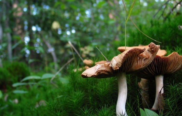 Красивые грибочки