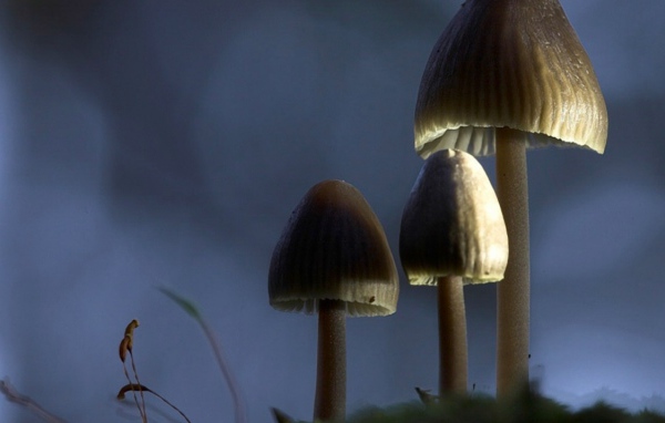 Ядовитые грибы