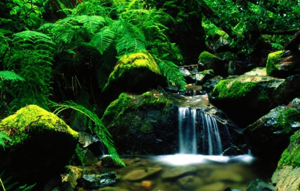 Лесной ручей