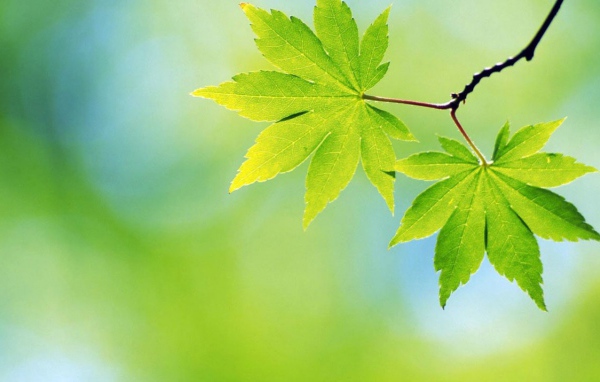 Зеленые весенние листья