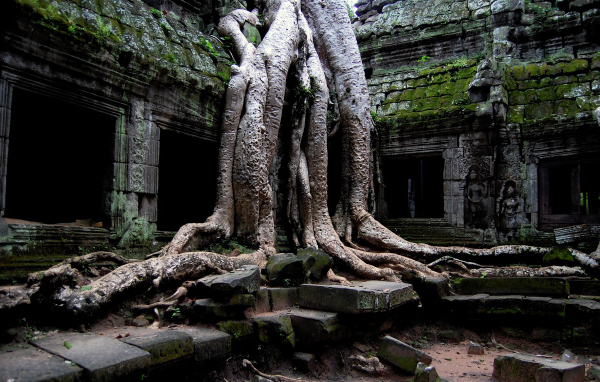 Храм в джунглях