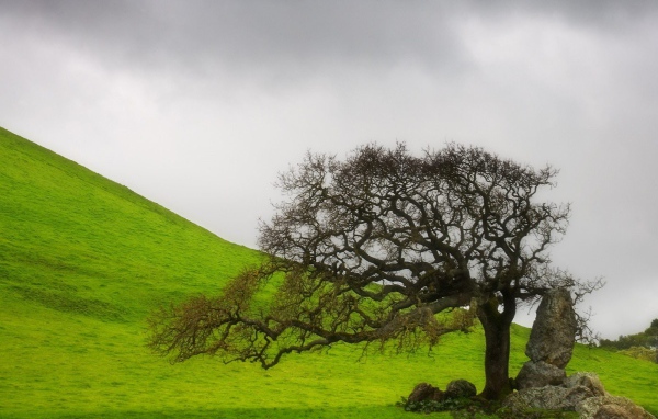 старое дерево