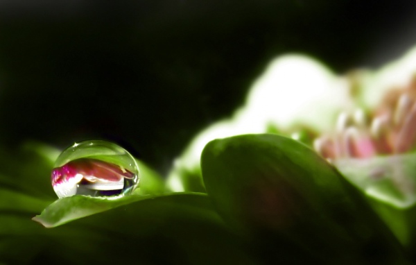 Капля росы на цветке