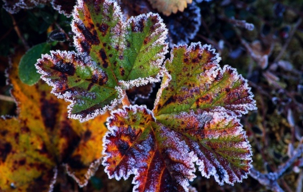 Иней на листах